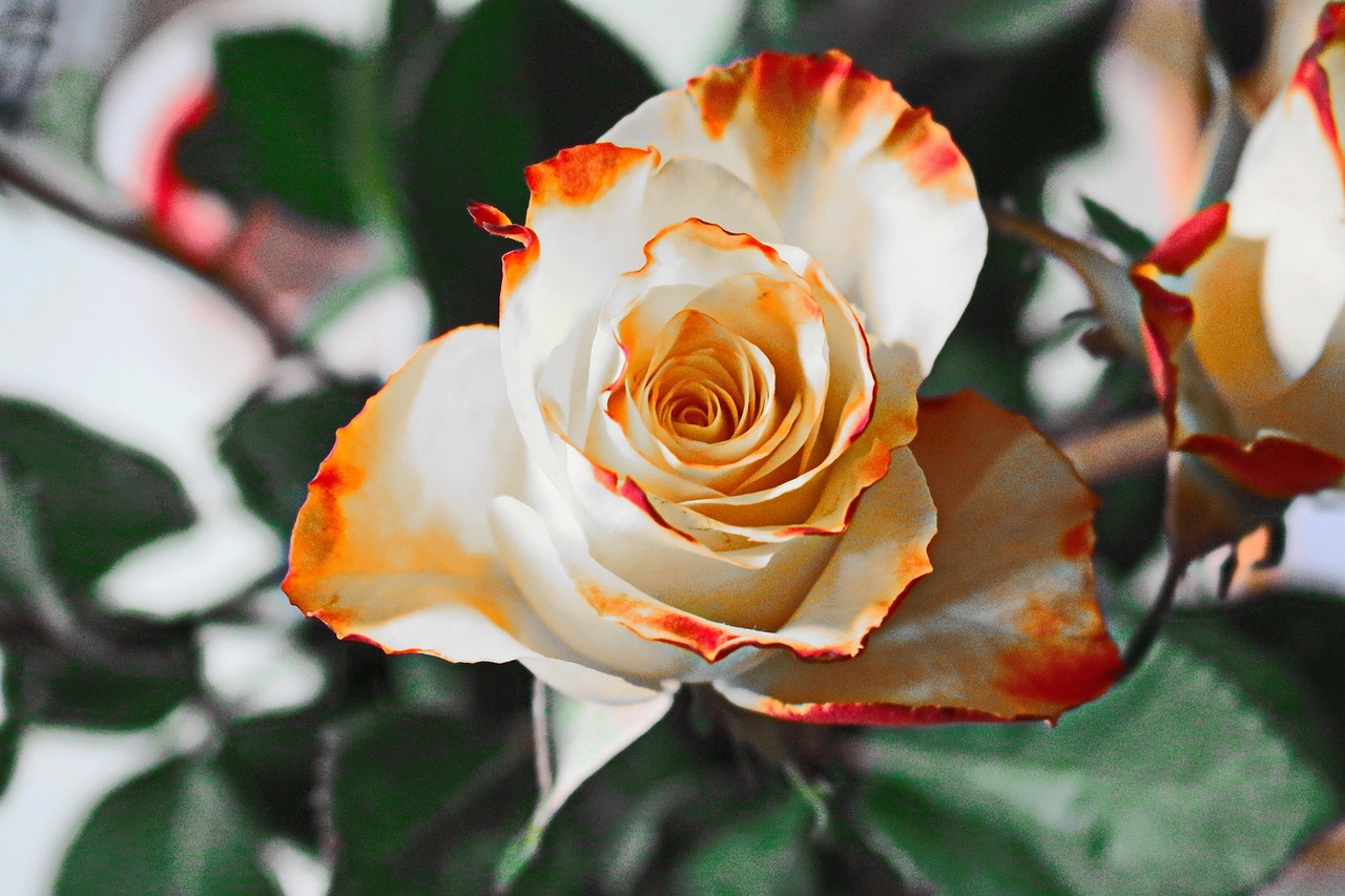 Plants and Consciousness - A Potential Existence